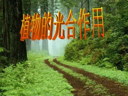 光合作用2(经典整理版)