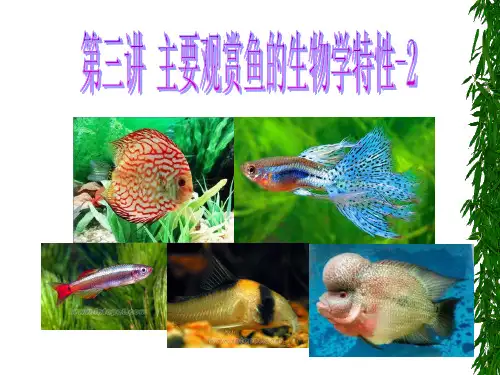 城市渔业课件  3主要观赏鱼的生物学特性09.09