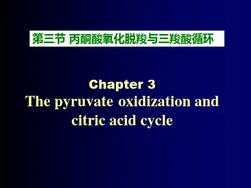 丙酮酸氧化脱羧与三羧酸循环