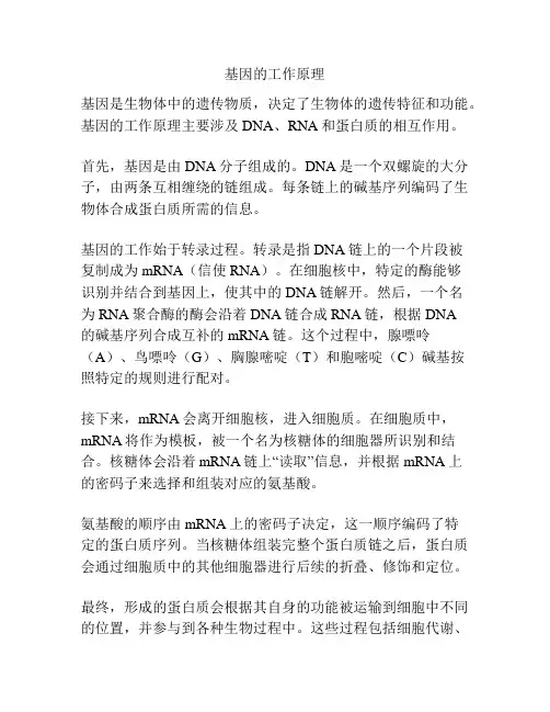 基因的工作原理
