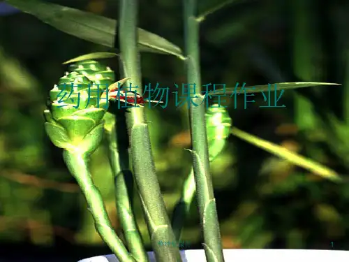 药用植物大全ppt课件