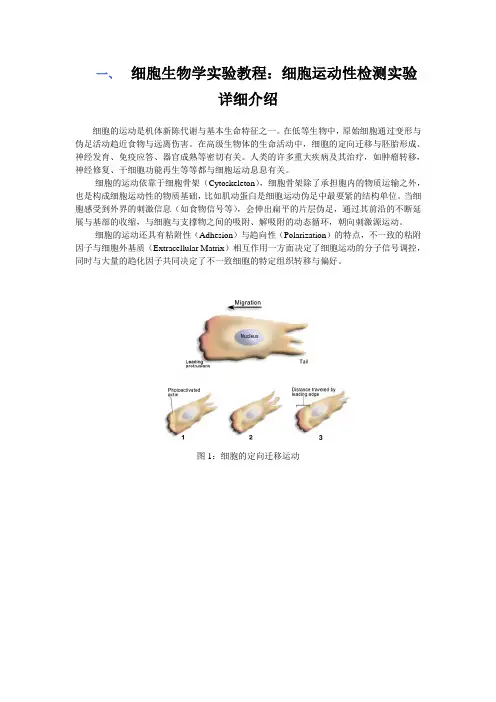 细胞生物学实验教程：细胞运动性检测实验详细介绍