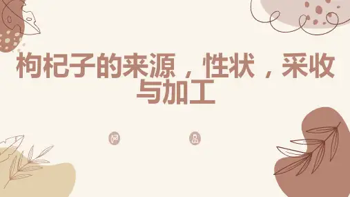 枸杞子的来源性状采收与加工