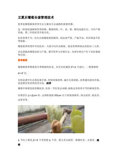 立夏后葡萄全套管理技术