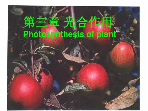 第三章 光合作用 Photosynthesis1