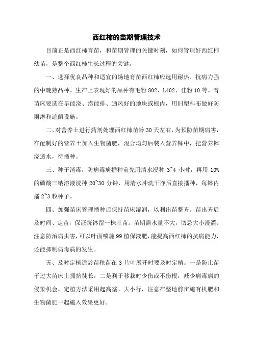 西红柿的苗期管理技术