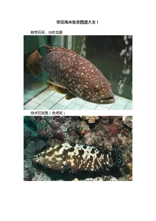 常见海水鱼类图谱大全！
