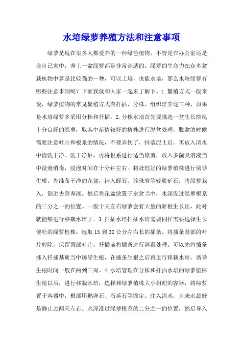水培绿萝养殖方法和注意事项