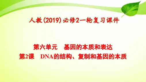 6-2 DNA的结构、复制和基因的本质【人教(2019)必修2一轮复习课件】