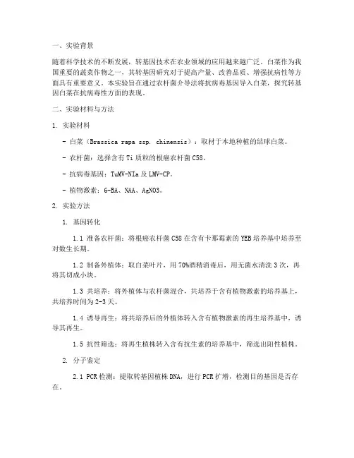 白菜转基因实验报告