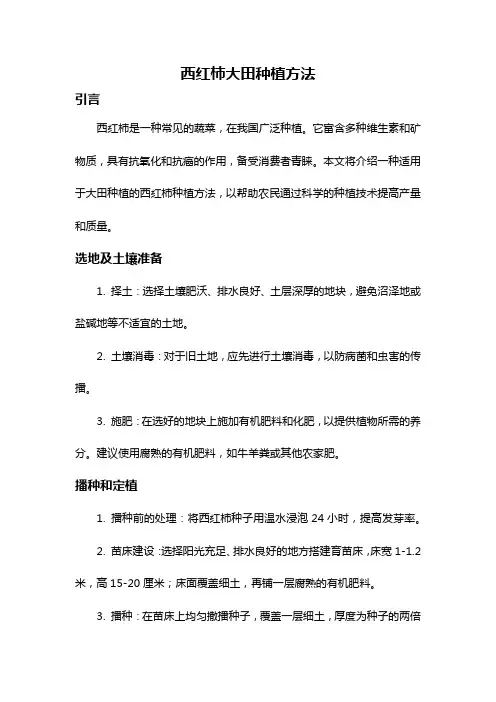 西红柿大田种植方法