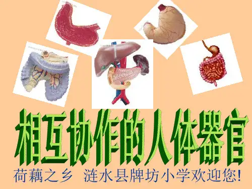 四年级上科学《相互协作的人体器官》优质课教学课件PPT1
