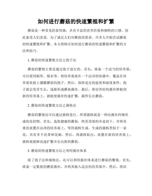 如何进行蘑菇的快速繁殖和扩繁