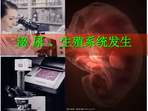 课件PPT第24章 泌尿系统-生殖系统发生