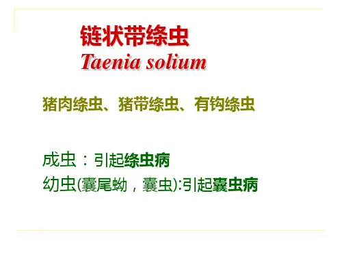 寄生虫 链状带绦虫