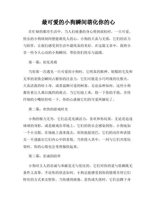 最可爱的小狗瞬间萌化你的心