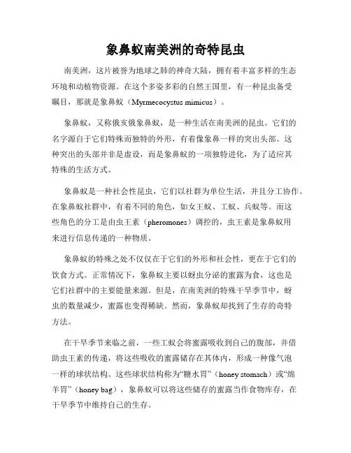 象鼻蚁南美洲的奇特昆虫