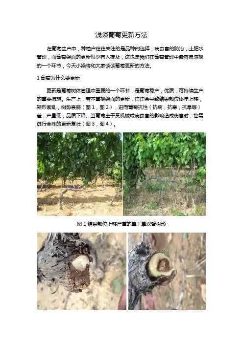 浅谈葡萄更新和葡萄冬季修剪技术详解