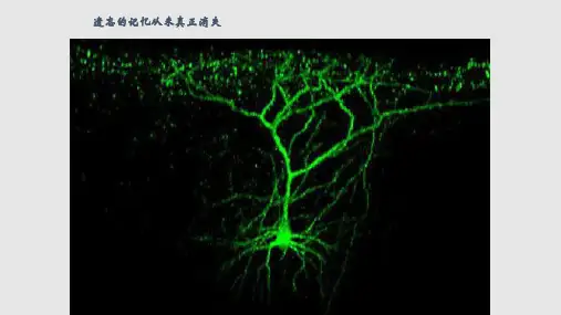快速记忆法PPT课件