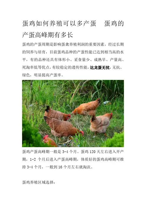 蛋鸡如何养殖可以多产蛋蛋鸡的产蛋高峰期有多长