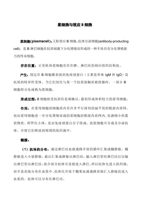 浆细胞