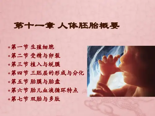 人体解剖与组织胚胎学 第十一章 人体胚胎概要