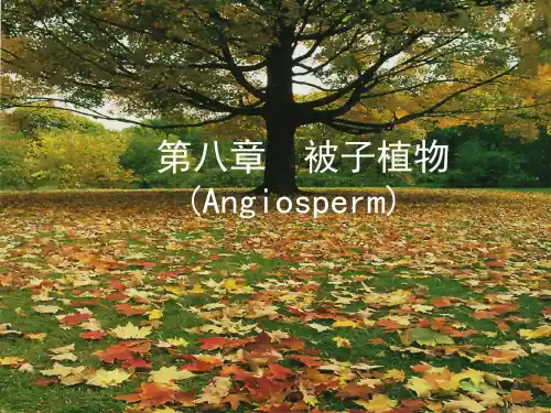 被子植物(1、木兰亚纲、金缕梅亚纲、石竹亚纲)PPT课件