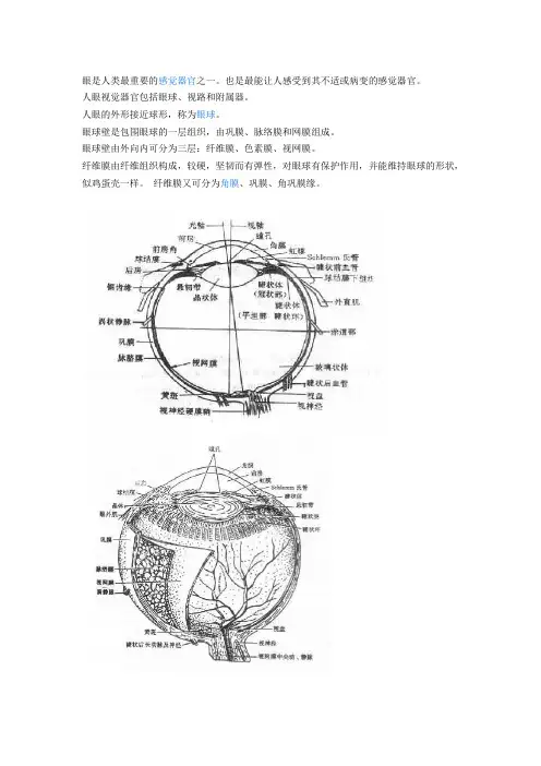 眼的解剖
