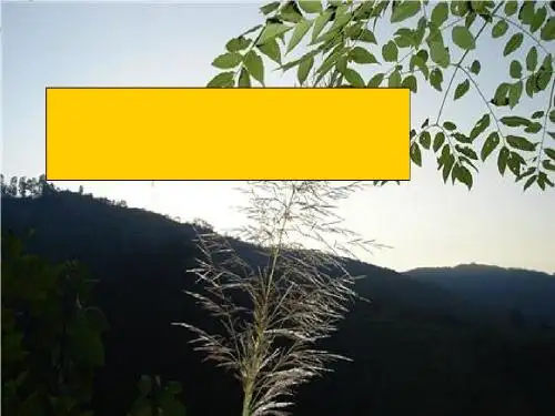 《小草和大树》ppt实用课件5