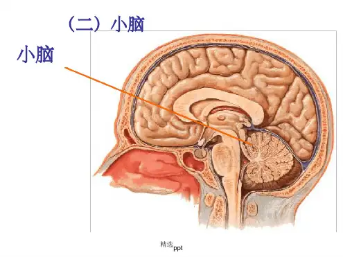 小脑和大脑的结构