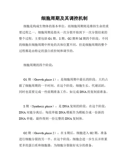 细胞周期及其调控机制