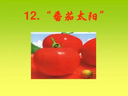 《番茄太阳》