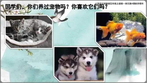 《珍珠鸟》课件(共34张PPT)