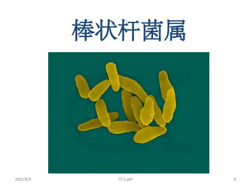 棒状杆菌属