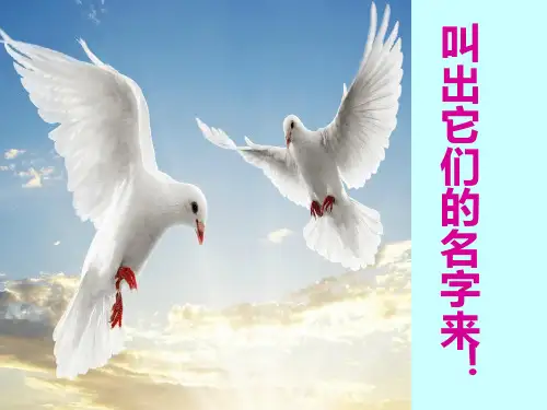 六 年级上册科学课件4 种类繁多的动物冀教版 (共44页)PPT