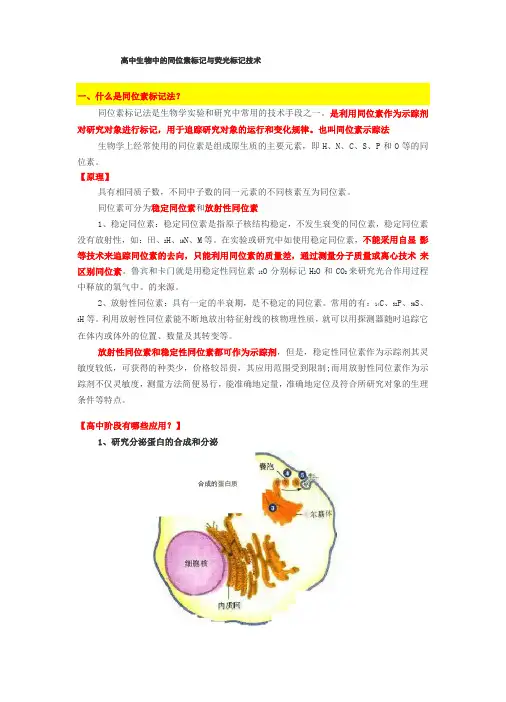 高中生物中的同位素标记与荧光标记技术