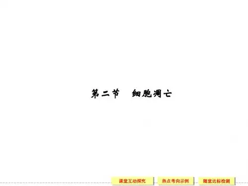 中图版高中生物必修1课件4.2.2 细胞凋亡3