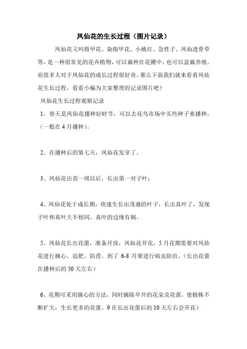 凤仙花的生长过程(图片记录).doc