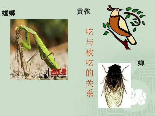 【初中生物】食物链PPT课件2