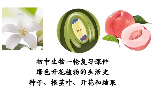 第2讲 绿色开花植物的生活史(种子、根茎叶、开花结果)中考生物一轮复习核心课件(全国通用)
