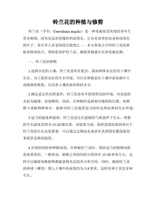 铃兰花的种植与修剪