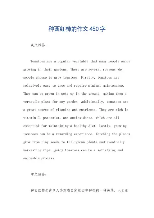 种西红柿的作文450字