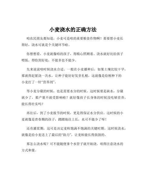 小麦浇水的正确方法