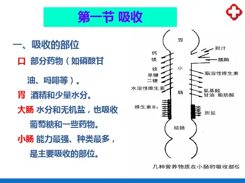 消化系统—吸收(人体解剖生理学)