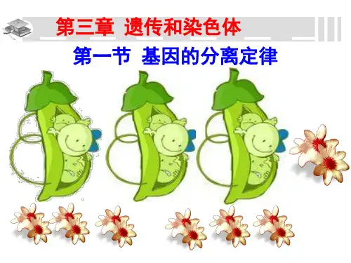 基因的分离定律一轮复习课件(讲课稿)