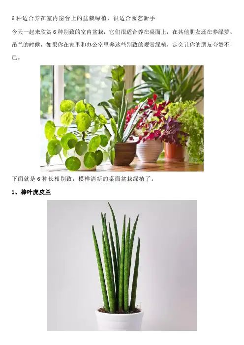 6种适合养在室内窗台上的盆栽绿植,很适合园艺新手