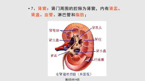 影像解剖肾脏