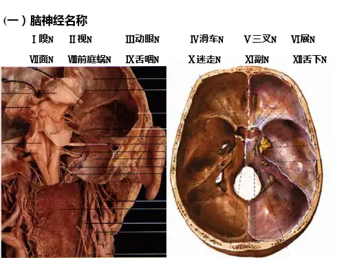 脑神经解剖生理学ppt课件