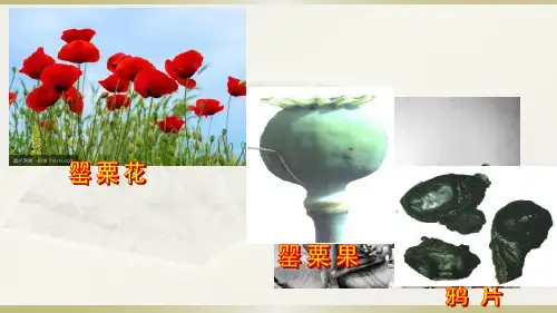 北师大版八年级上册历史：第1课 鸦片战争