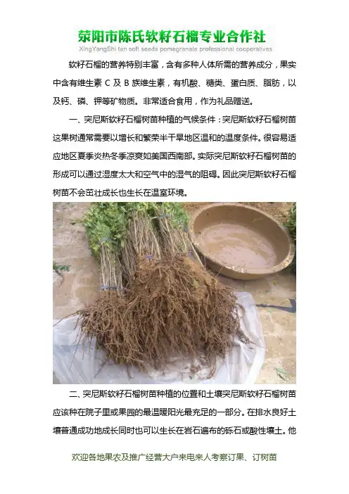 软籽石榴苗的种植条件